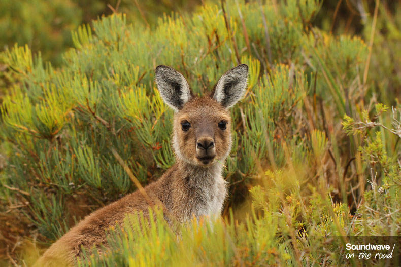Roo
