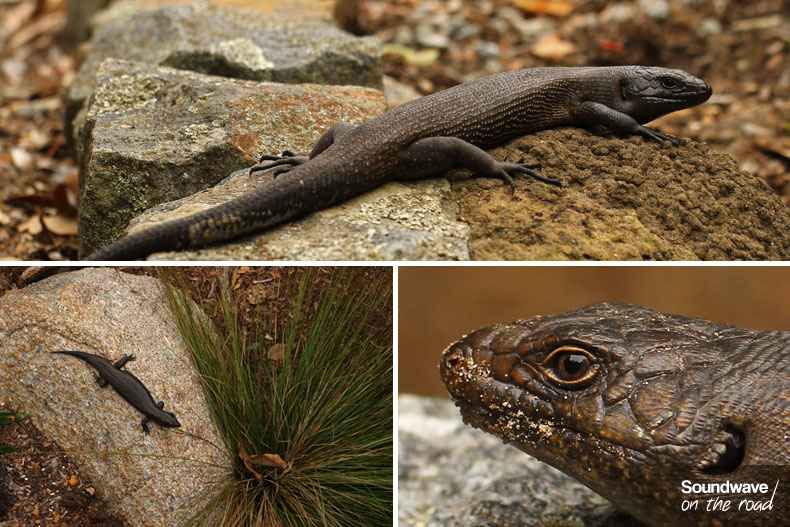 King's skink
