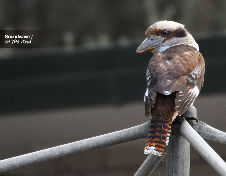 Kookaburra
