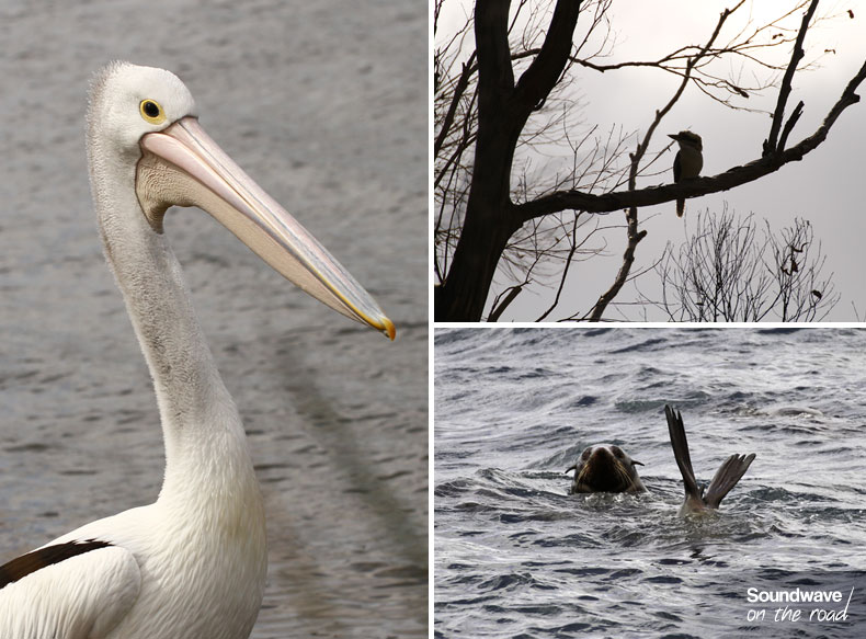 Pelican, kookaburra and seal