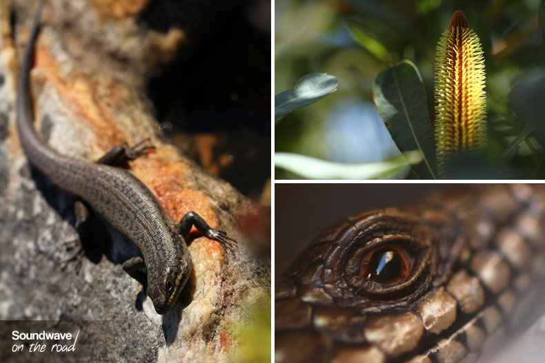 Reptiles