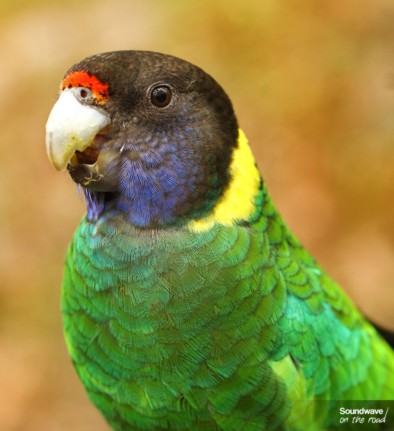 Australian ringneck