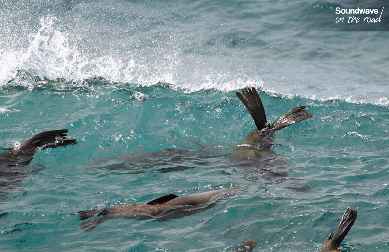 Seals