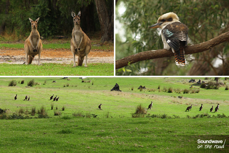 Kookaburra and kangaroos