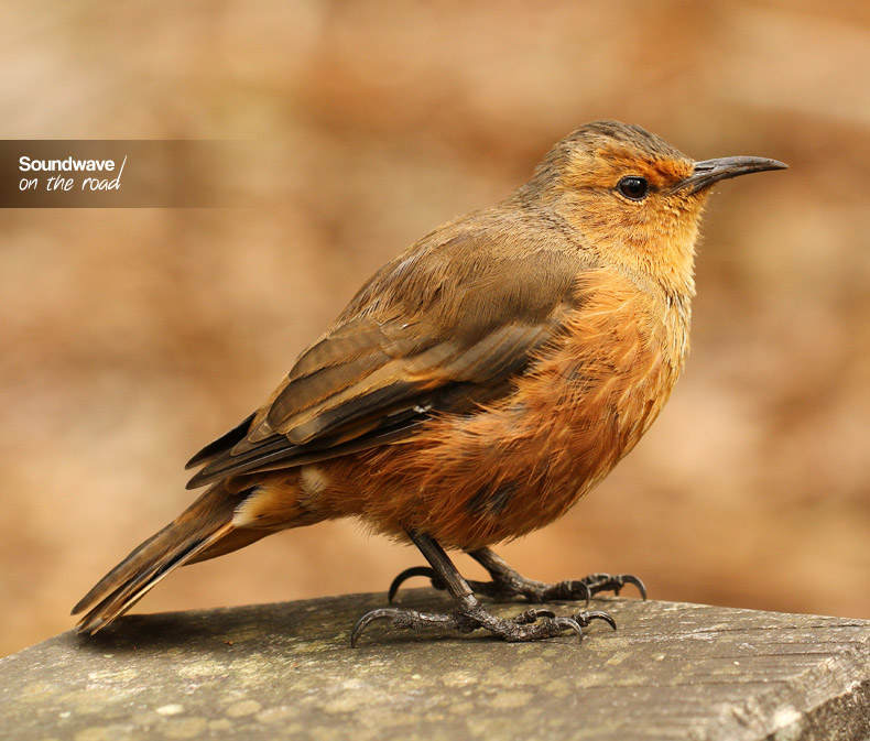 Wren
