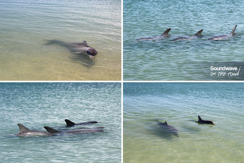 Bottlenose dolphins