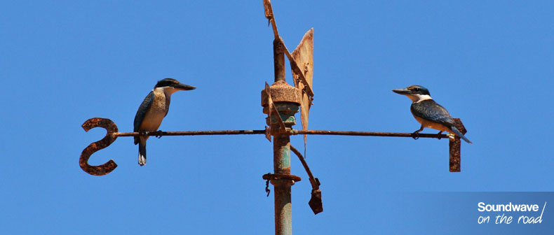 Bushy birds