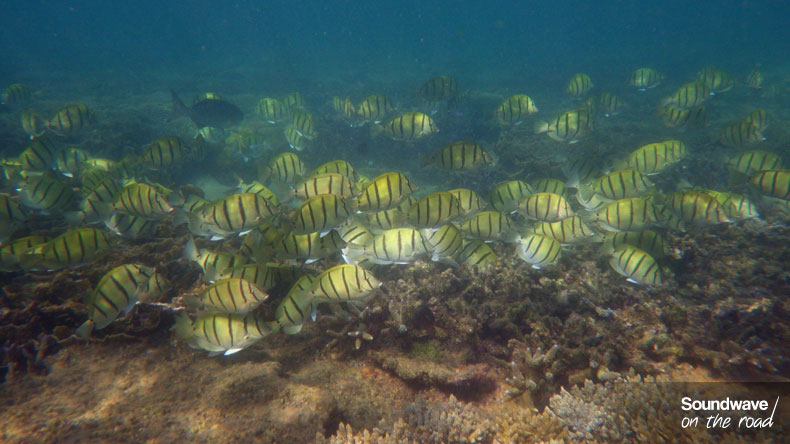Convict Surgeonfish