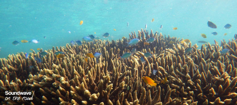 Coral