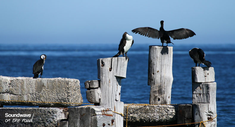 Cormorants