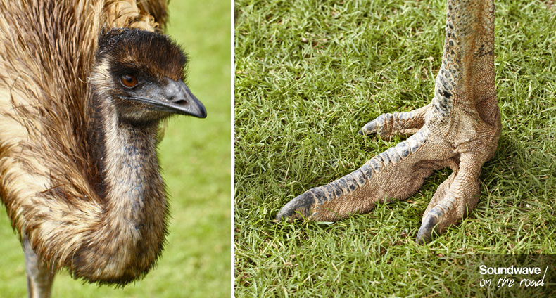 Emu