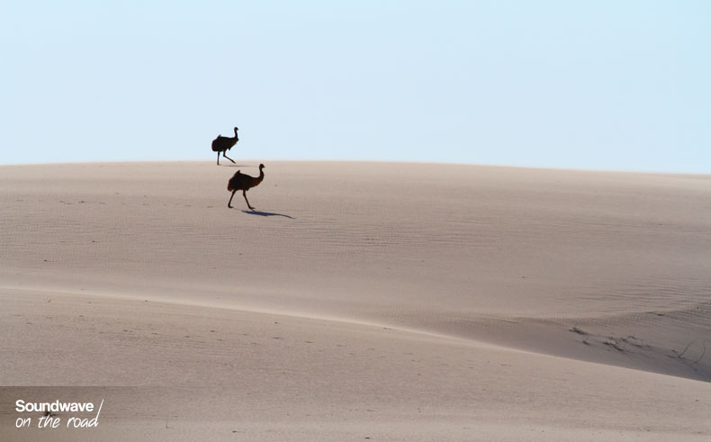 Emus