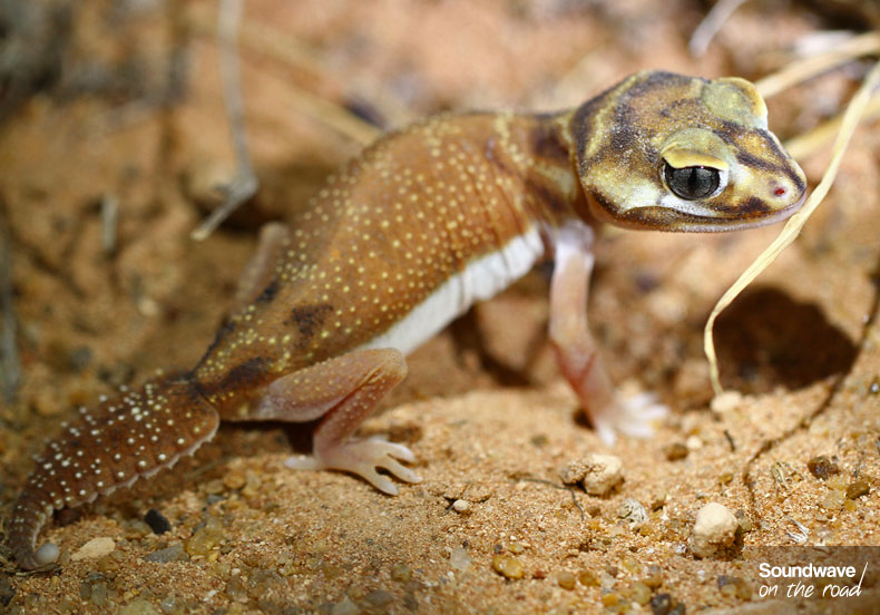Gecko