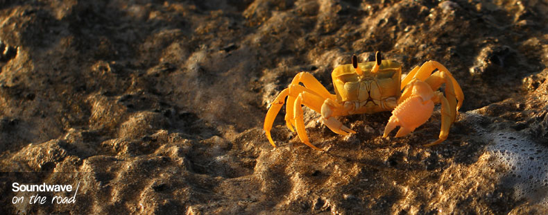 Ghost Crab