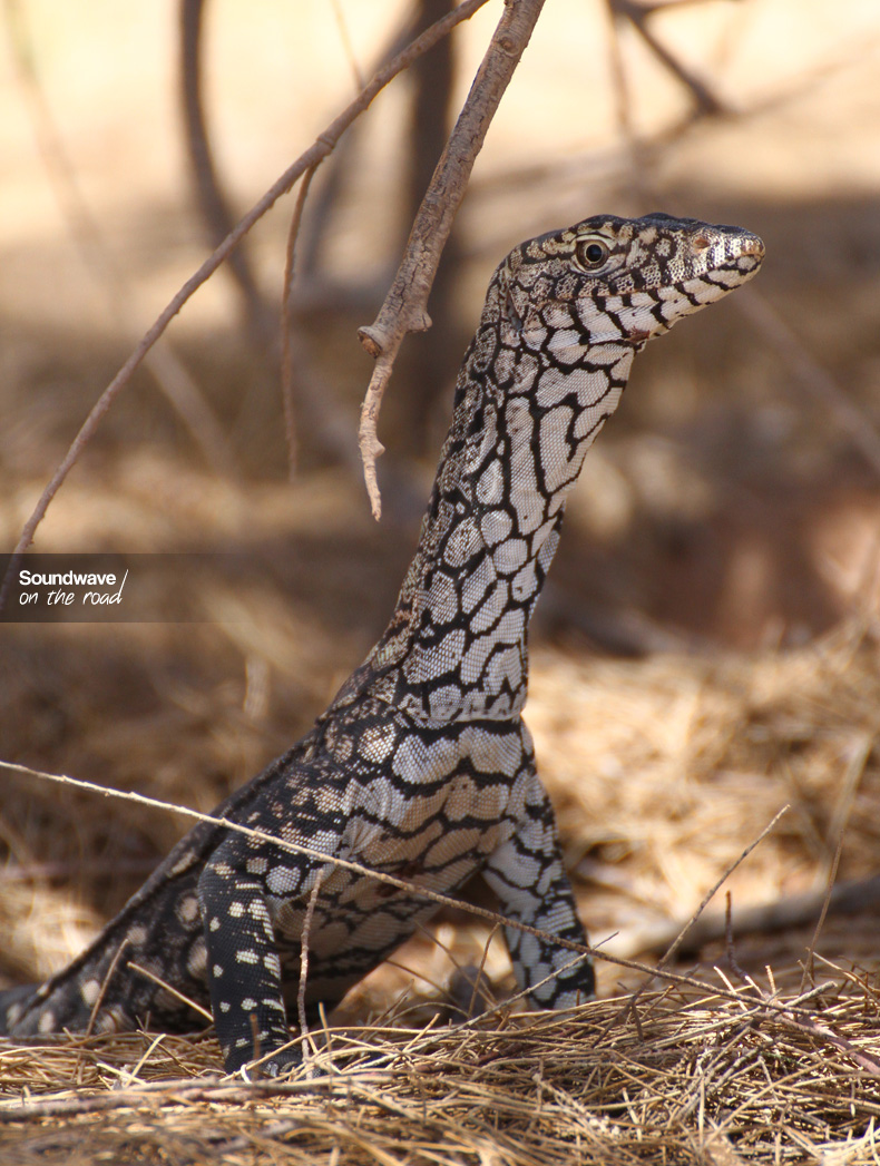 Goanna