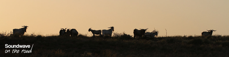 Goats