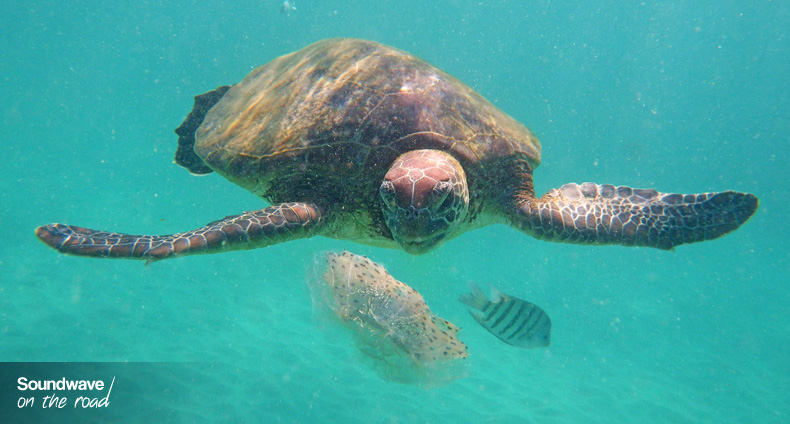 Green turtle eating jellyfish