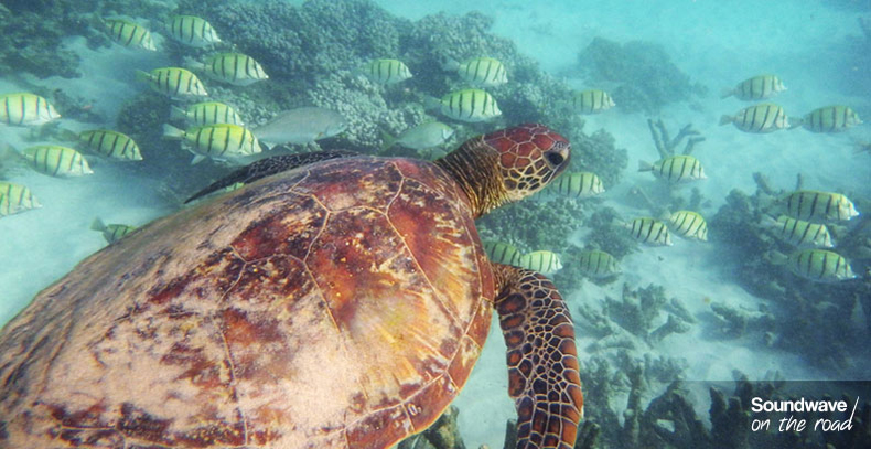Green turtle Ningaloo Reef