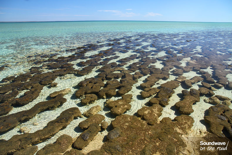 Hamelin Pool