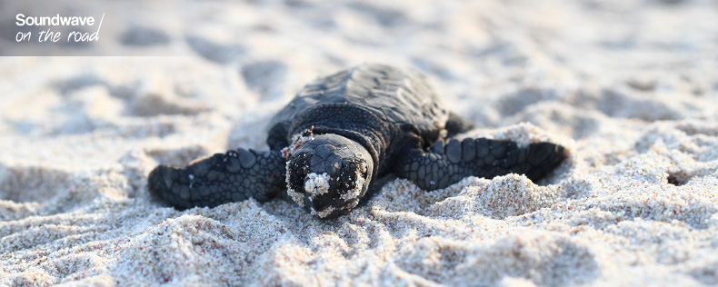Hatchling