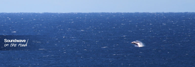 Humpback whale