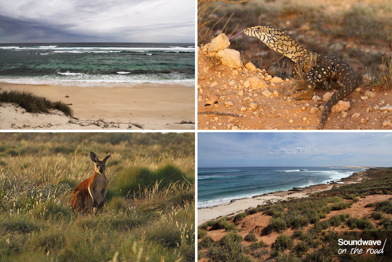 Roo and goanna