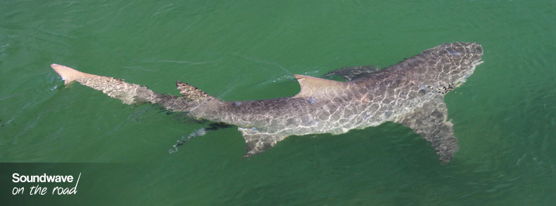 Lemon shark