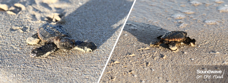 Loggerhead hatchlings
