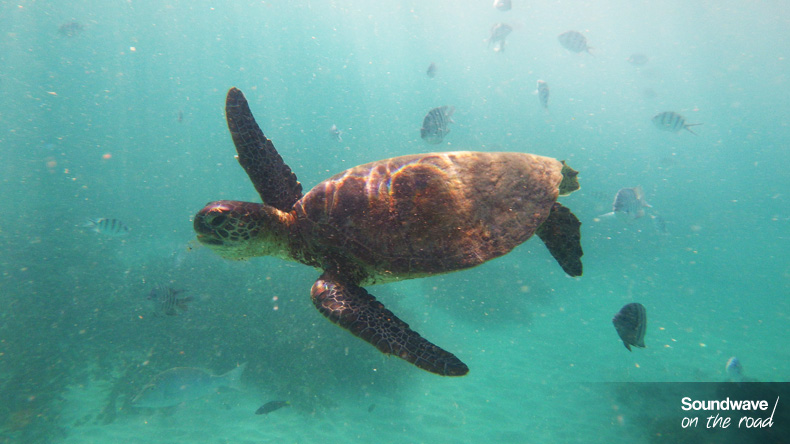 Marine turtle