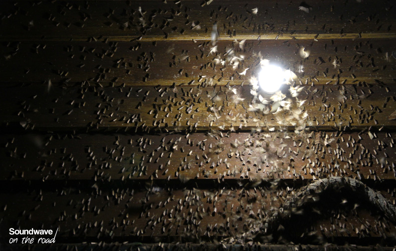 Moth