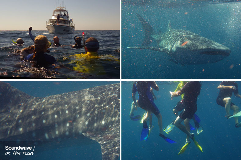 Whale shark