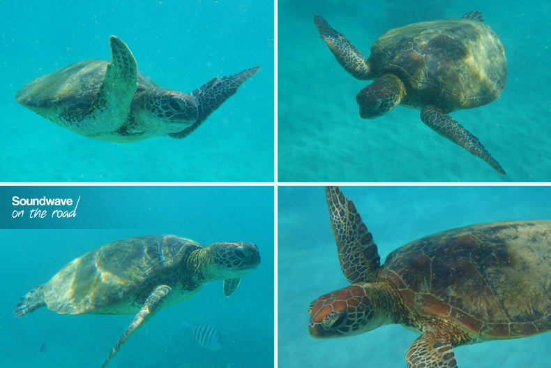 Sea turtle