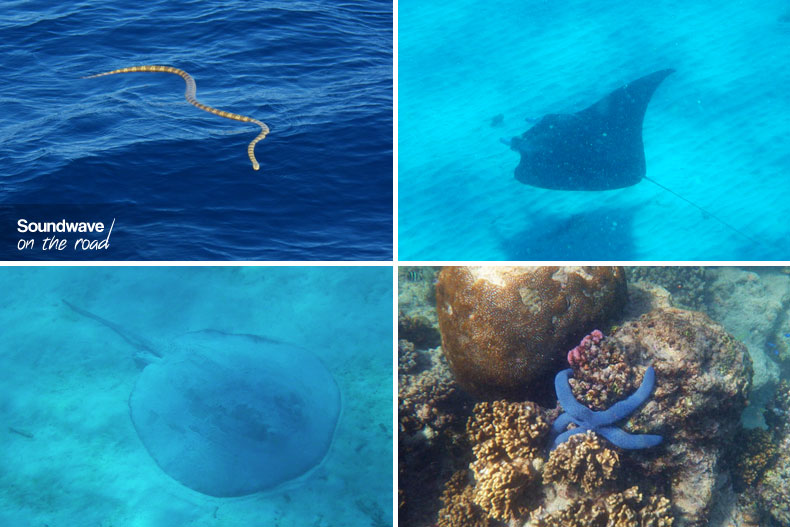 Stingray, manta ray, sea snake and starish