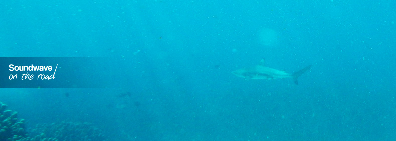 Blacktip reef shark
