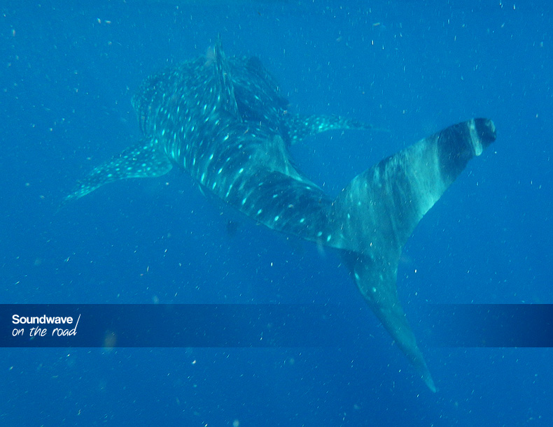 Whale shark