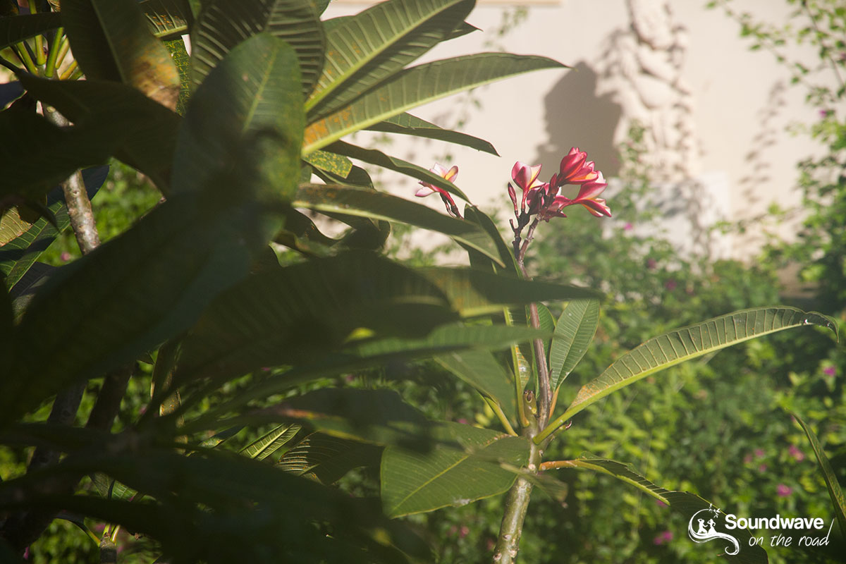 Red frangipani