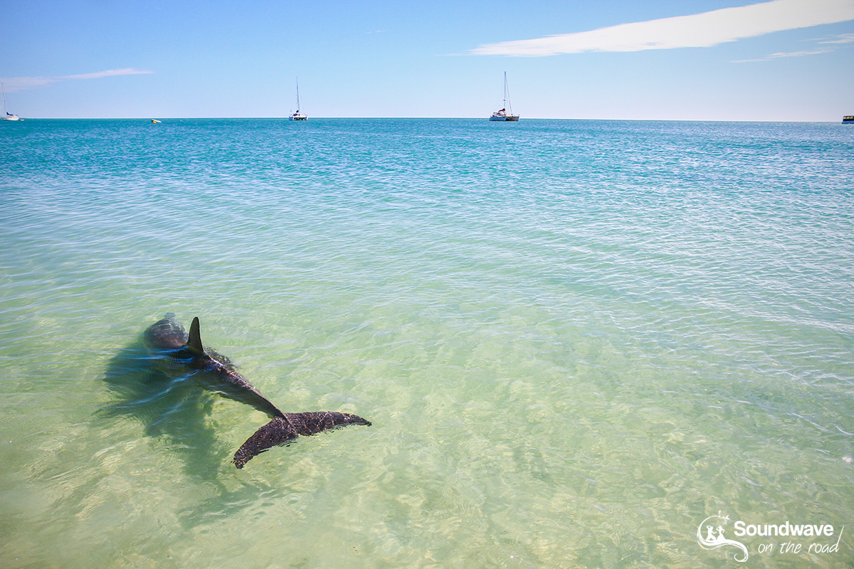 Volontariat avec les dauphins de Monkey Mia