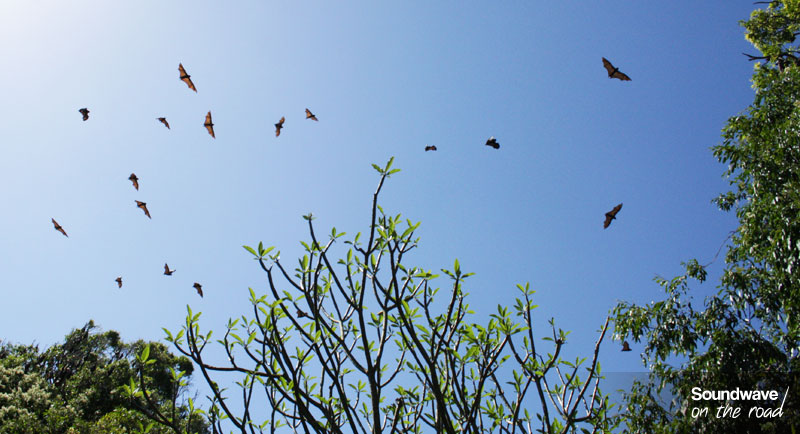 Chauves-souris survolant le Jardin Botanique de Sydney