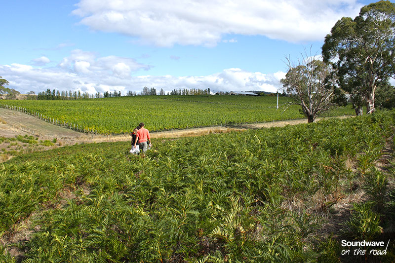Paysage verdoyant d'un vignoble de Tasmanie