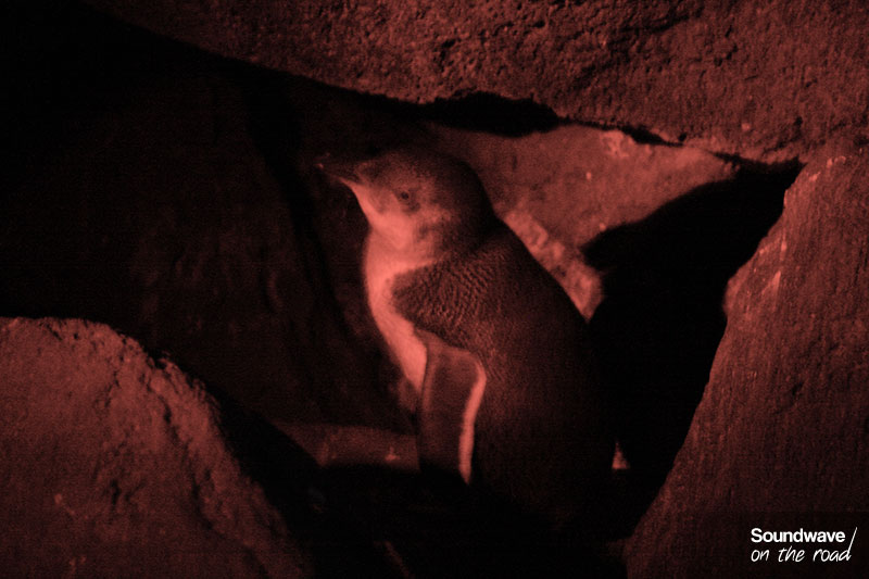 Manchot pygmée à St Kilda, Melbourne, Australie