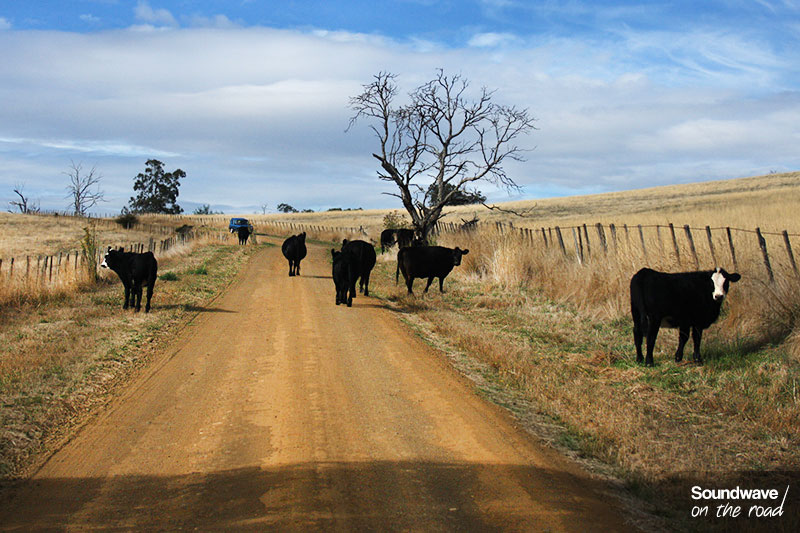Vaches noires sur une route caillouteuse en Australie