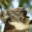 Un Koala Déguste Son Repas Préféré : L'eucalyptus