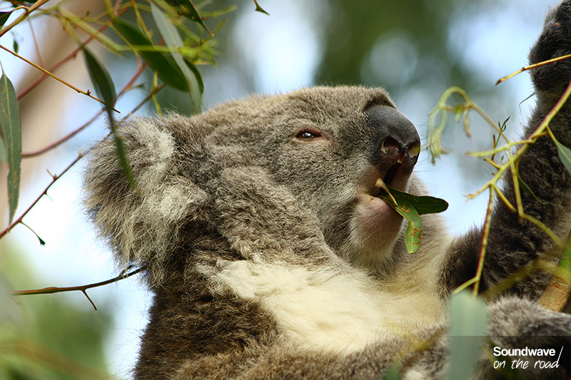 Un koala déguste son repas préféré : l'eucalyptus