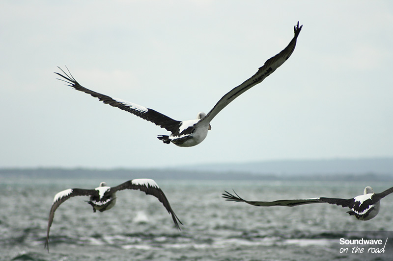 Pélicans en vol au dessus de la mer