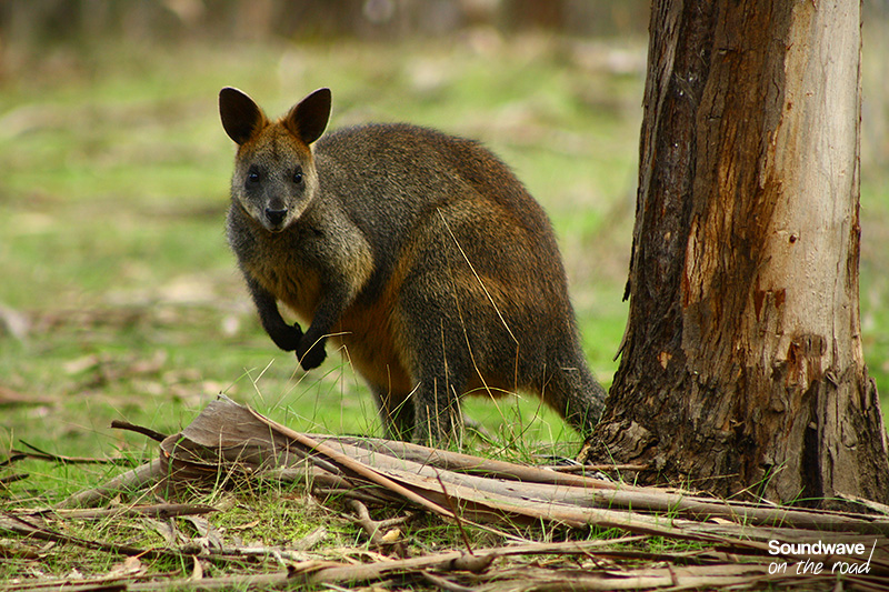 Wallaby sur Phillip Island