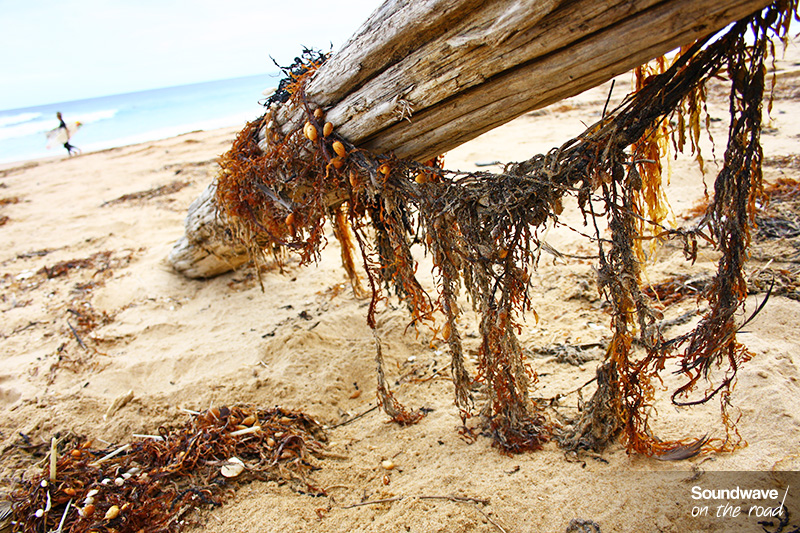 Plage de Woolamai - Phillip Island - Australie