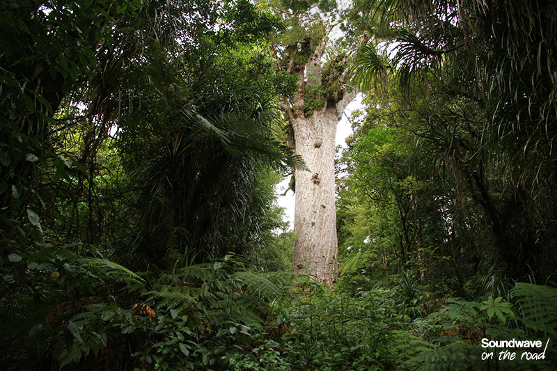 Kauri géant de Nouvelle Zélande