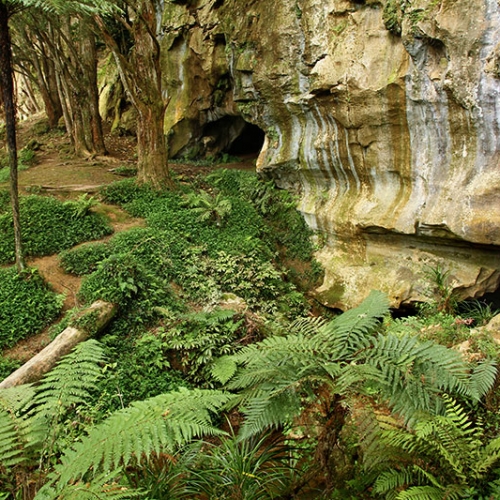 Jungle Verdoyante En Nouvelle Zélande