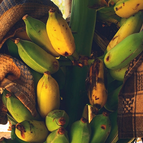 Régime De Bananes