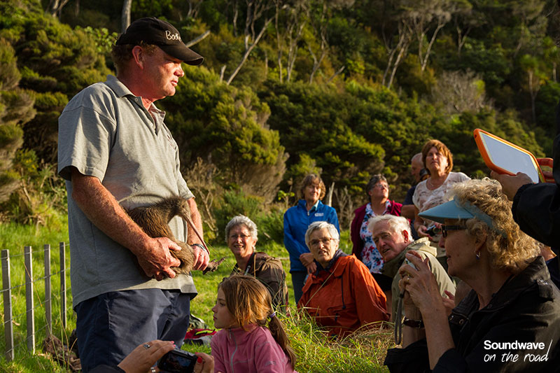 Kiwi conservation and release